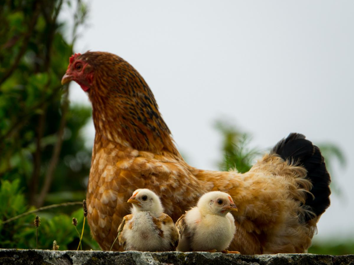 Hühner auf den Azoren